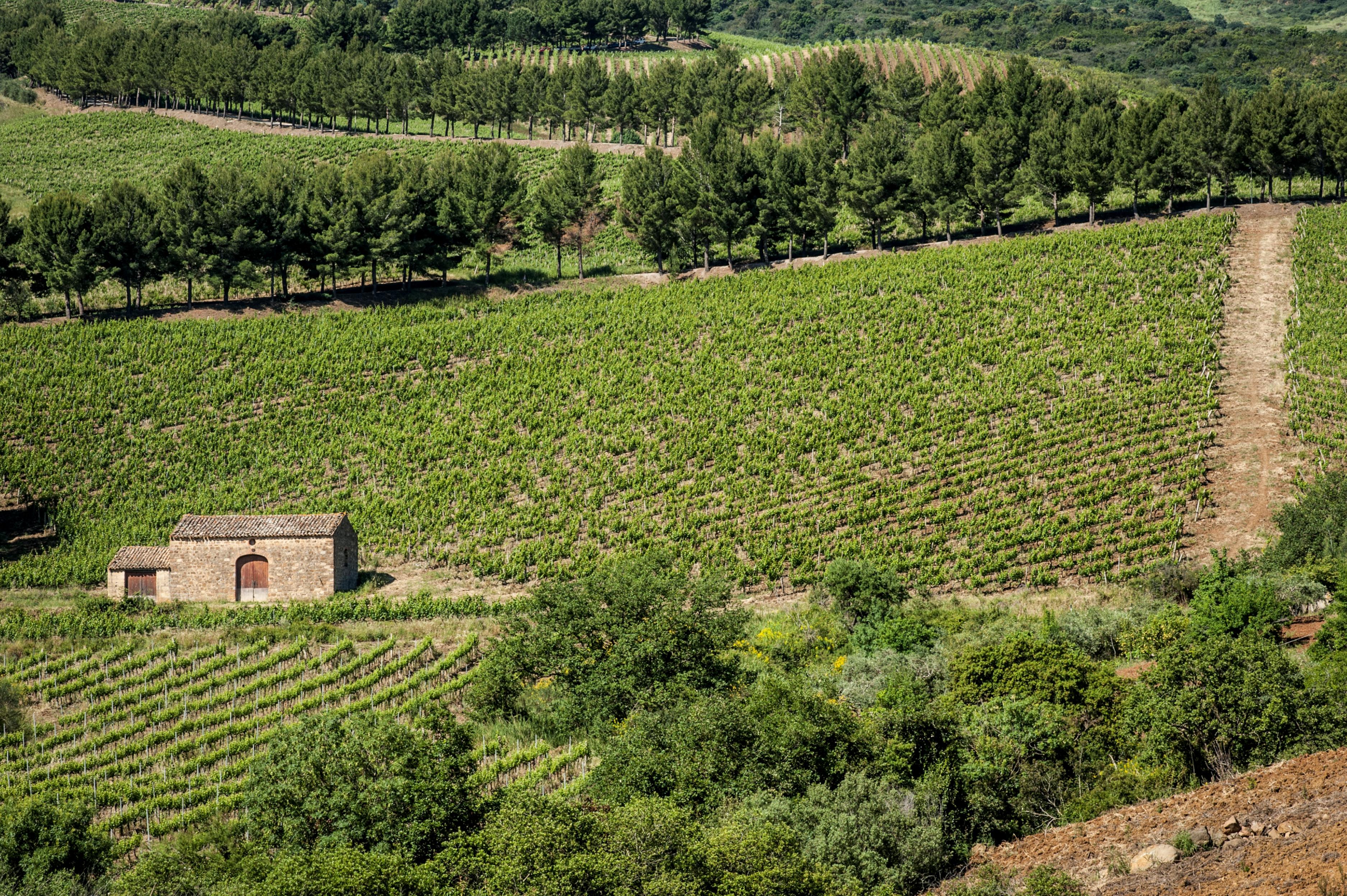 Relais Abbazia Santa Anastasia Resort & Winery Кастельбуоно Екстер'єр фото